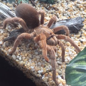 My Selenotypus Sp. Champagne Robustus