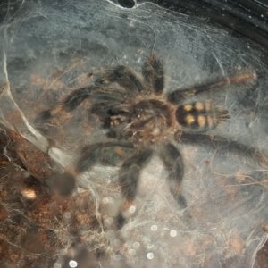 My P. irminia