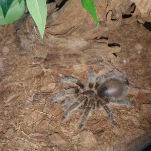 g. rosea