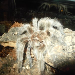 G. sp North