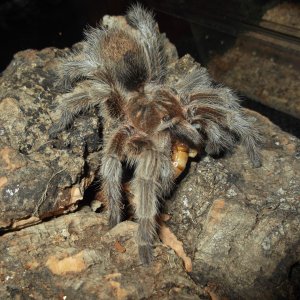 G. sp "North"