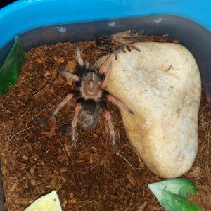 B. boehmei