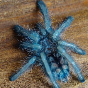 A. Versicolor