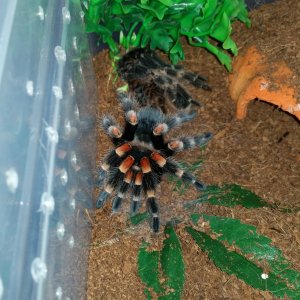 B.smithi