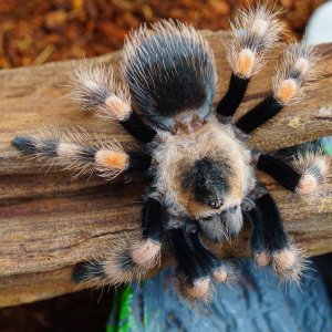 B. Smithi