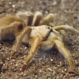 Aphonopelma Hentzi, The Texas Brown Tarantula