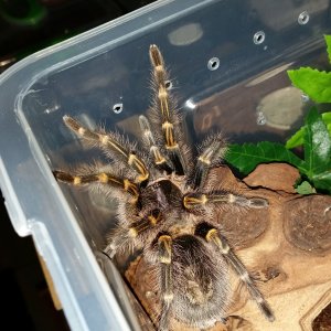 G.pulchripes