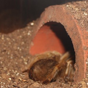 Theraphosa Hentzi j/k