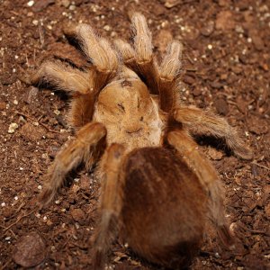 A. Henzi just relaxing in her clean cage.