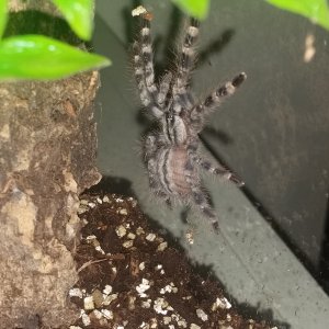 P. Regalis