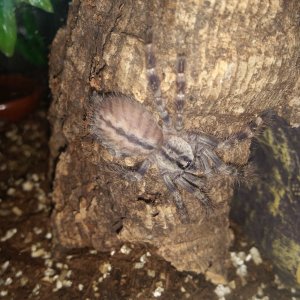 P. Regalis