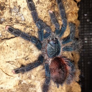 A. avicularia