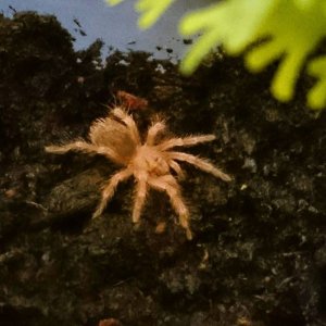 G.Rosea sling - Approximately 10mm!