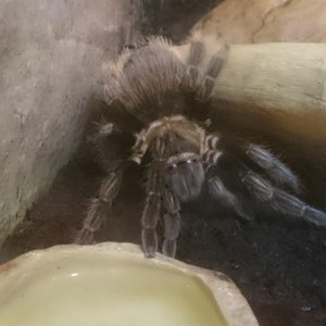 B. Albopilosum - Approx 5 inches