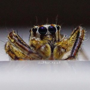 grey jumping spider