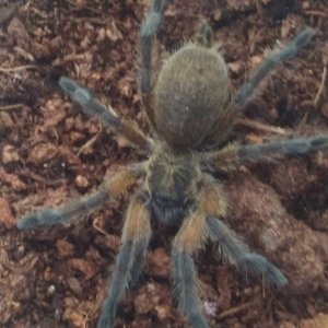 H. Pulchripes sling