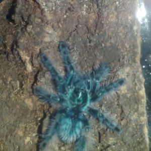 A. Versicolor. How cute?