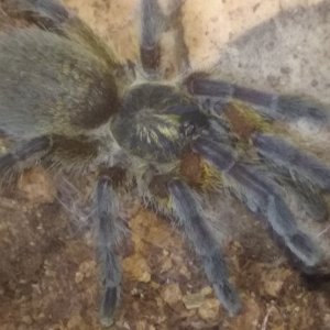 H. Pulchripes