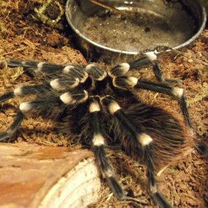 Post shed A. Geniculata