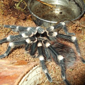 Post shed A. Geniculata