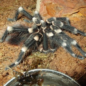 Post shed A. Geniculata