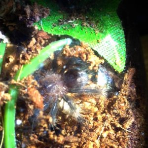 P.cambridgei sling