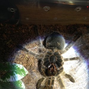 My Yeti (G.porteri)