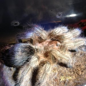 Shes done! G.porteri