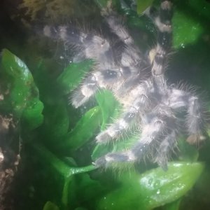 P. Regalis