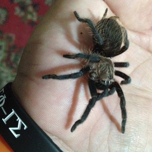 B. albopilosum handling