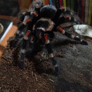 Fresh from molt B. auratum 1.22.2016