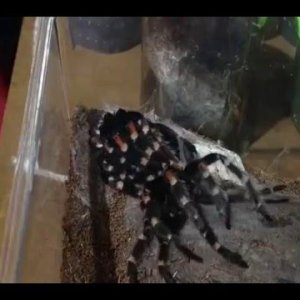 B  auratum molting 1 22 2016 - YouTube