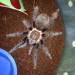 B. albopilosum Albus