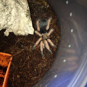 B. boehmei Trani