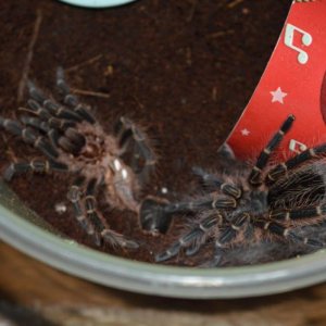 G. pulchripes Dos Chac