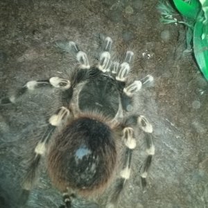 Genie getting ready for molt