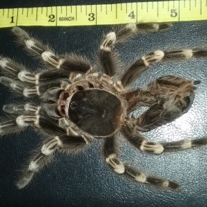 A perfect molt