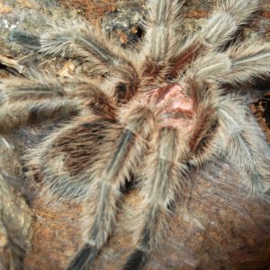 G. Sp North freshly molted 2