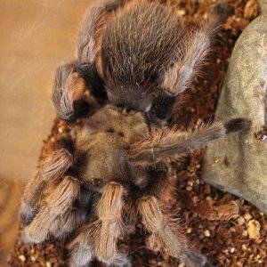 Aphonoplma sp