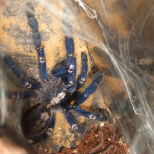 Poecilotheria metallica - Trip