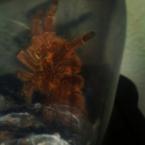 Obt