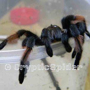 Brachypelma emilia