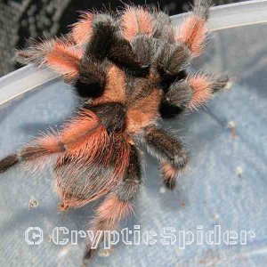 Brachypelma emilia