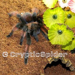 Brachypelma emilia