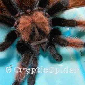 Brachypelma emilia