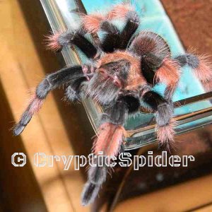 Brachypelma emilia