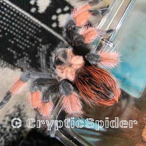 Brachypelma emilia