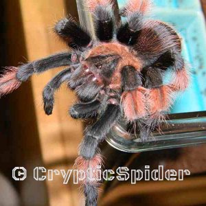 Brachypelma emilia