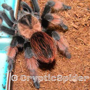 Brachypelma emilia