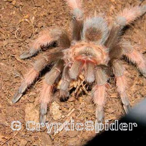 Brachypelma emilia